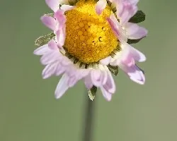 La flor