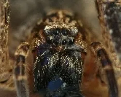 Aracnofobia
