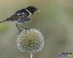 El desayuno de la tarabilla