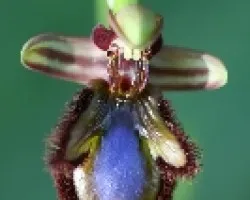 Ophrys speculum