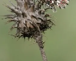 Zerinthia ruminia