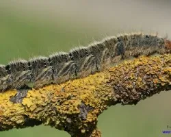 Oruga