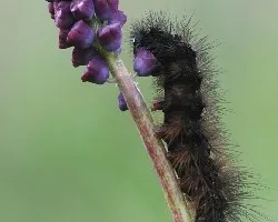 Oruga y nazareno