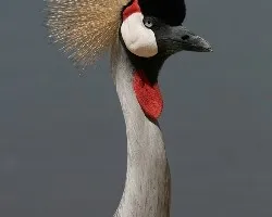 Grulla coronada