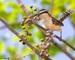 Campylorhynchus rufinucha