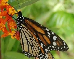 Mariposa..