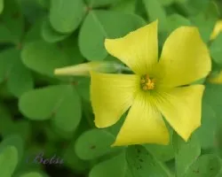 Trebolina