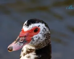 Pato
