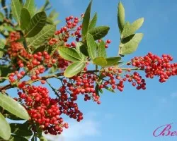 Pequenos Frutos