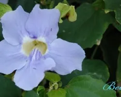 Flor