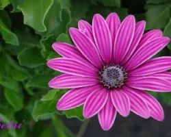 Flor de un parque