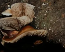 Hongos