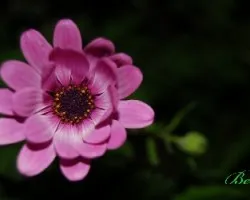 Flor de un parque