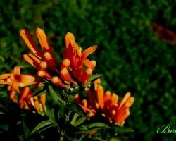 Flor de barranco