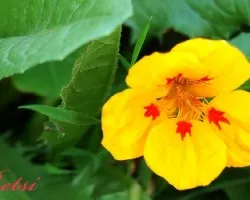 Flor Silvestre