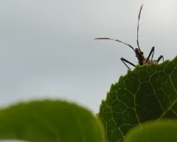 Intruso del Maracuya