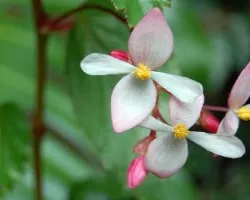 4 petalos en flor