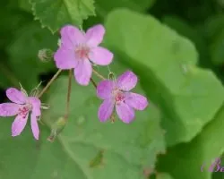 Flor de un parque