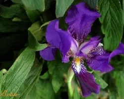 Flor violeta