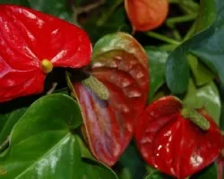 Rojo Brillante