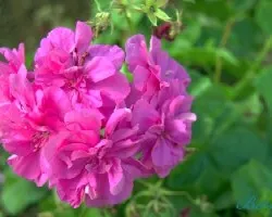 Flores