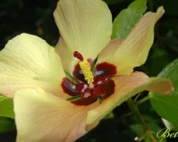 Amarilla