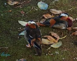 Patos