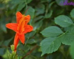 FLor