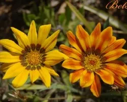 2 Flores