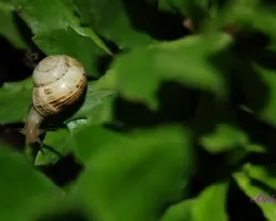 Caracol