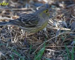 Pajarillo
