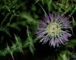 Flor Silvestre