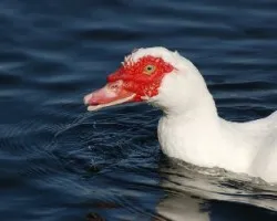 Pato blanco