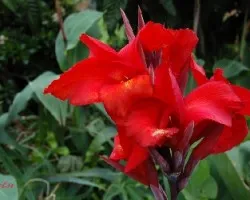 Flor roja