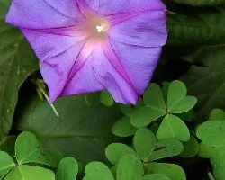 F. Lila