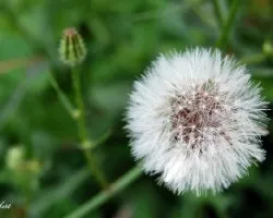 Flor Diente de Leon