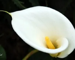 F. Blanca