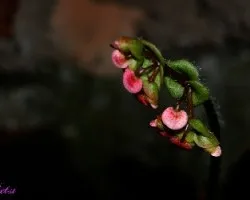Flor...