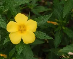 Flor Silvestre