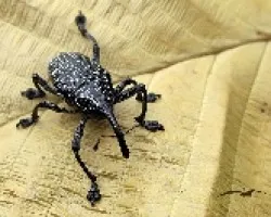 Gorojo