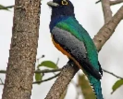 Trogon caligatus