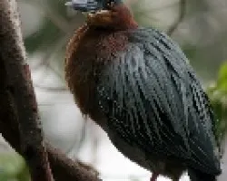 Garza Espalda Verde