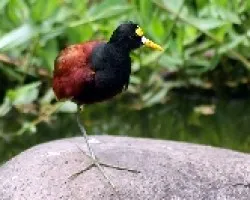 Jacana Spinosa