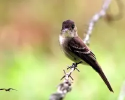 Contopus ssp 2