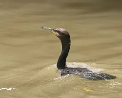 Phalacrocorax brasilianus