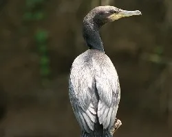 Phalacrocorax brasilianus