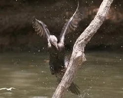 Phalacrocorax brasilianus