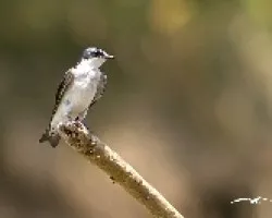 Golondrina