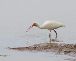 Ibis Blanco