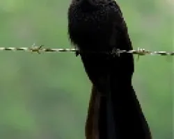 Tijo pico estriado